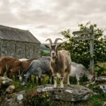 Goats in Dream Meaning
